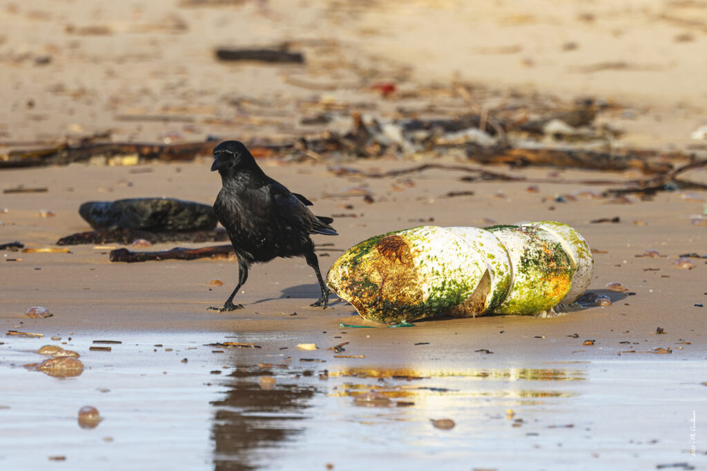 World clean up day